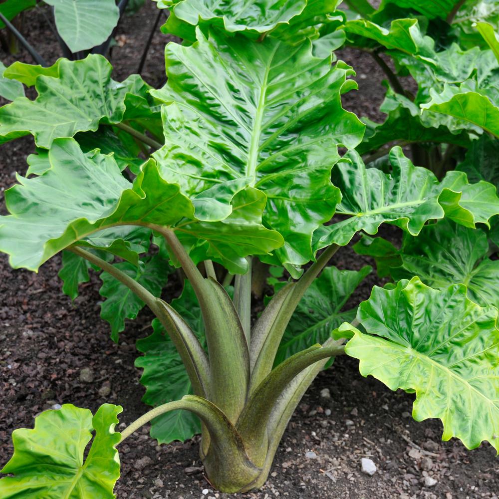 Alocasia Low Rider - View 4 from www redcrocus com