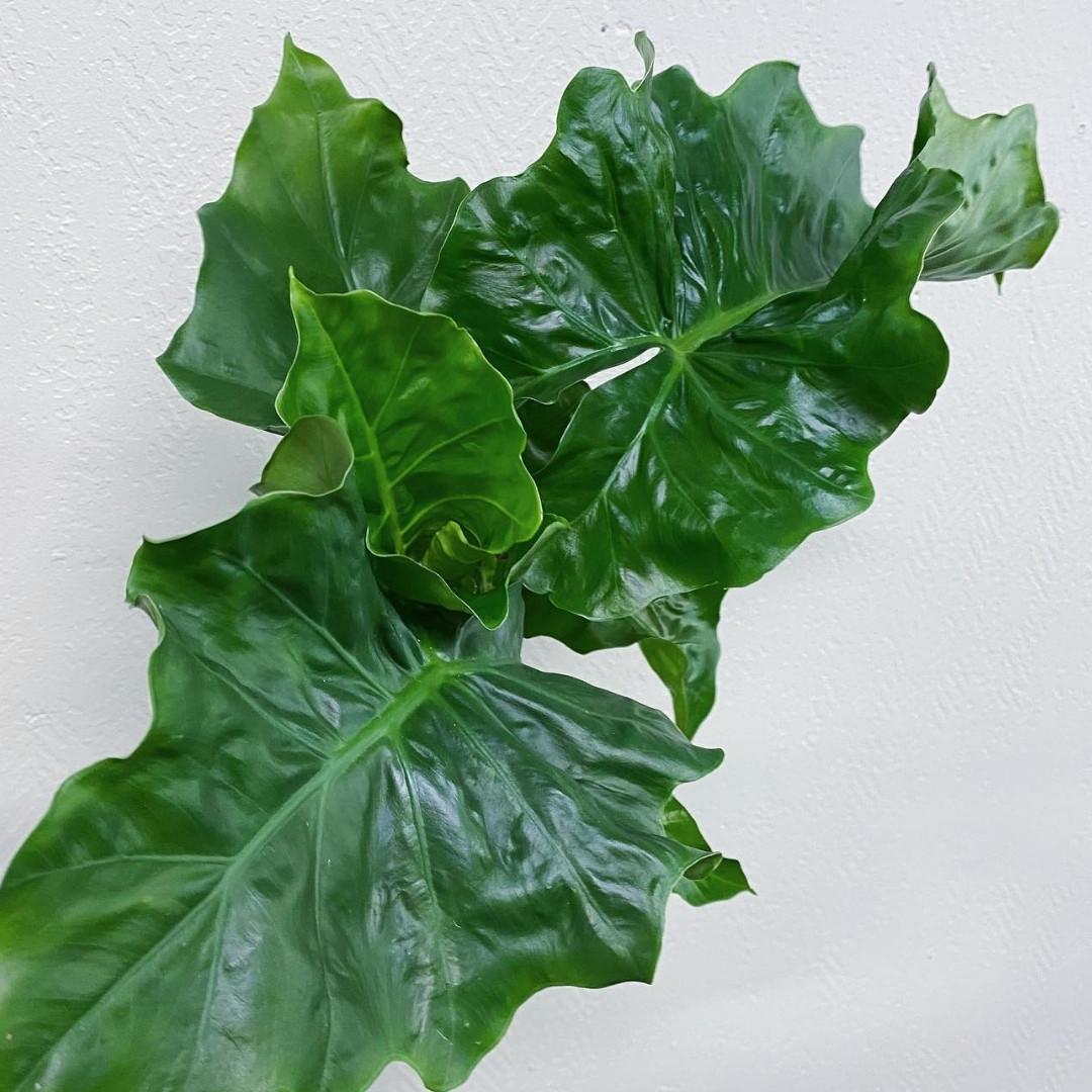 Alocasia Low Rider - View 5 from www redcrocus com
