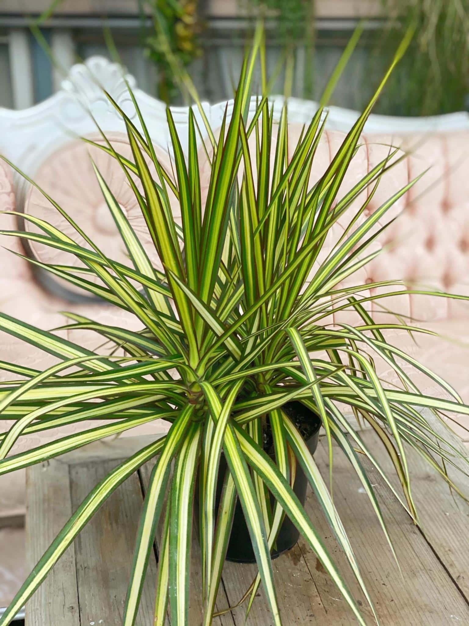 Dracaena Marginata Ray Of Sunshine - View 1 from www redcrocus com