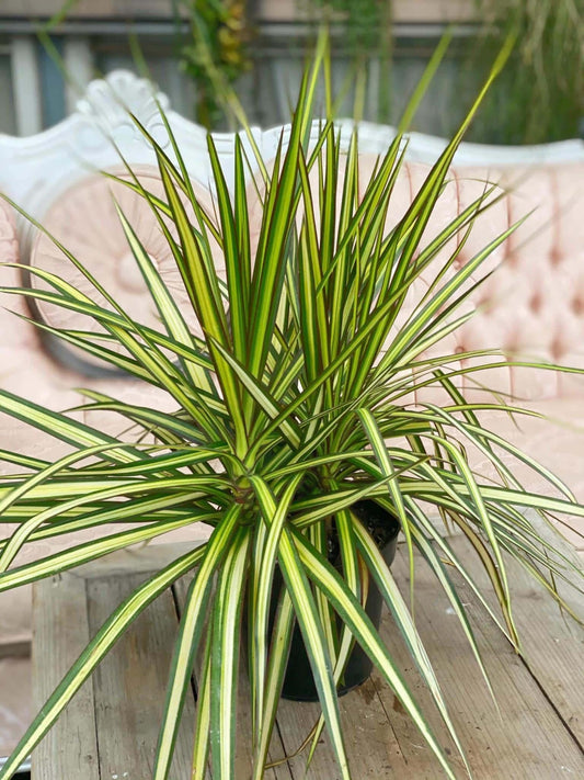 Dracaena Marginata Ray Of Sunshine - View 1 from www redcrocus com