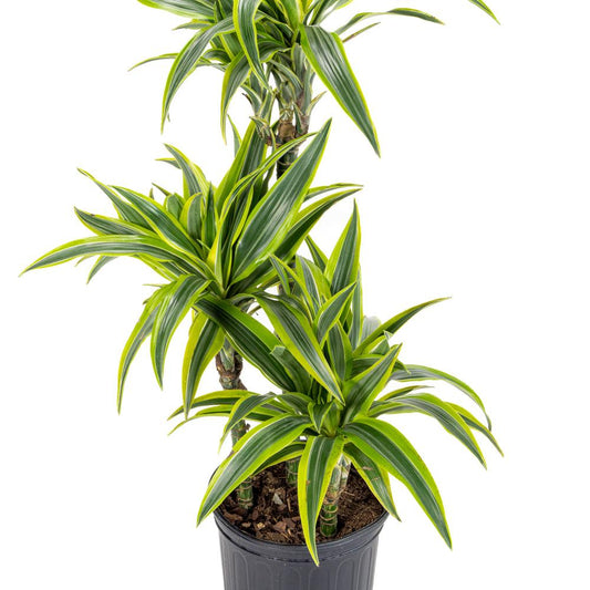 Dracaena Deremensis Gold Star Cane - View 10 from www redcrocus com