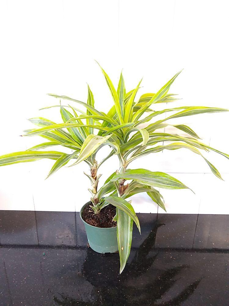 Dracaena Deremensis Gold Star Cane - View 11 from www redcrocus com
