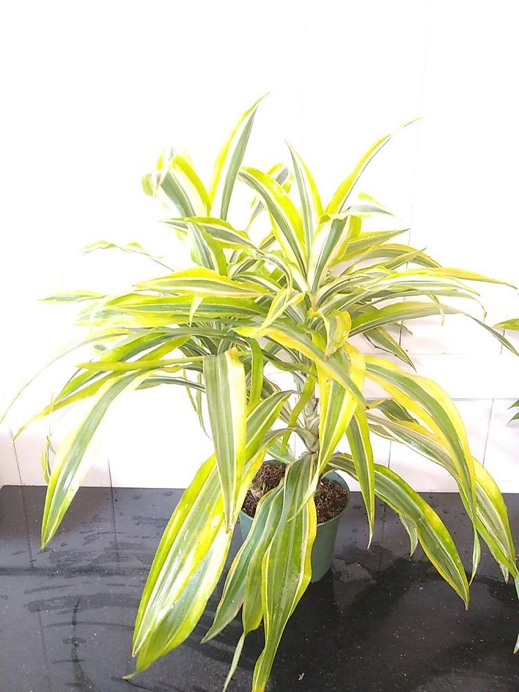 Dracaena Deremensis Gold Star Cane - View 12 from www redcrocus com