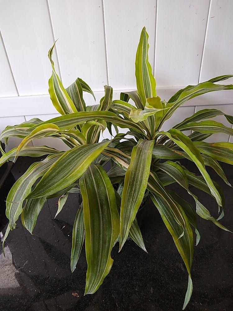 Dracaena Deremensis Gold Star Cane - View 13 from www redcrocus com