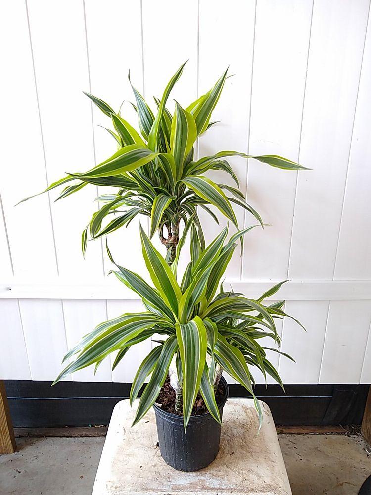 Dracaena Deremensis Gold Star Cane - View 14 from www redcrocus com