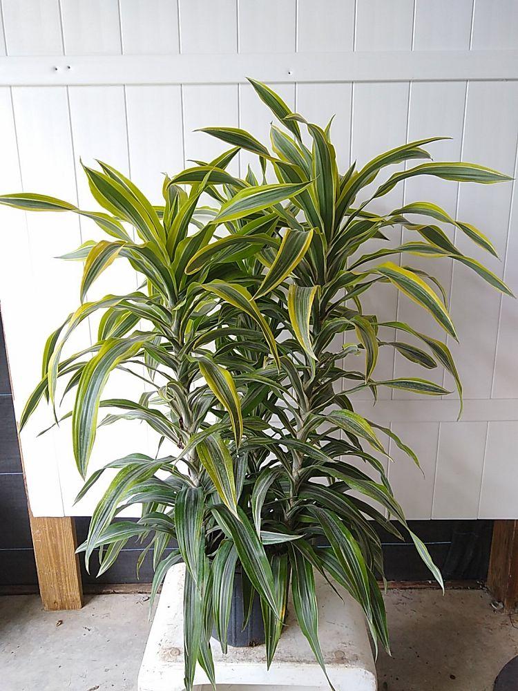 Dracaena Deremensis Gold Star Cane - View 15 from www redcrocus com