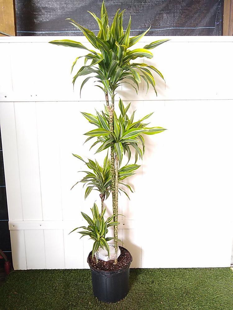 Dracaena Deremensis Gold Star Cane - View 16 from www redcrocus com