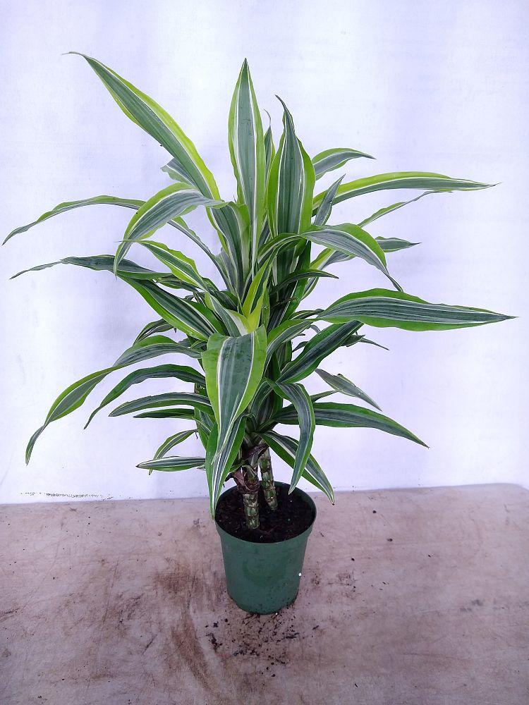 Dracaena Deremensis Gold Star Cane - View 17 from www redcrocus com