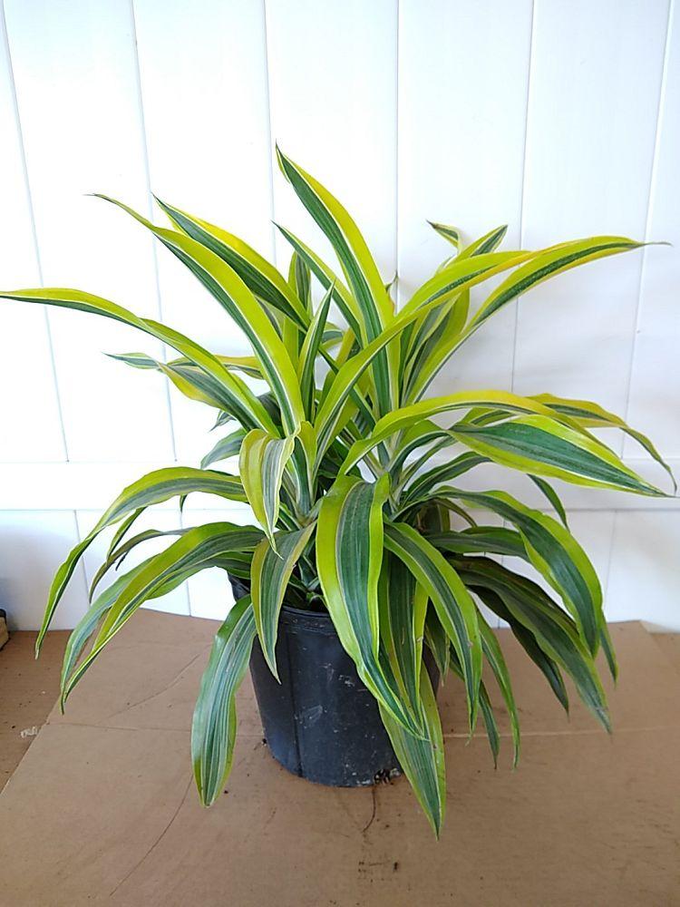 Dracaena Deremensis Gold Star Cane - View 18 from www redcrocus com