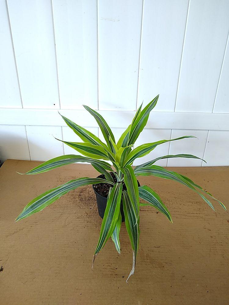 Dracaena Deremensis Gold Star Cane - View 19 from www redcrocus com