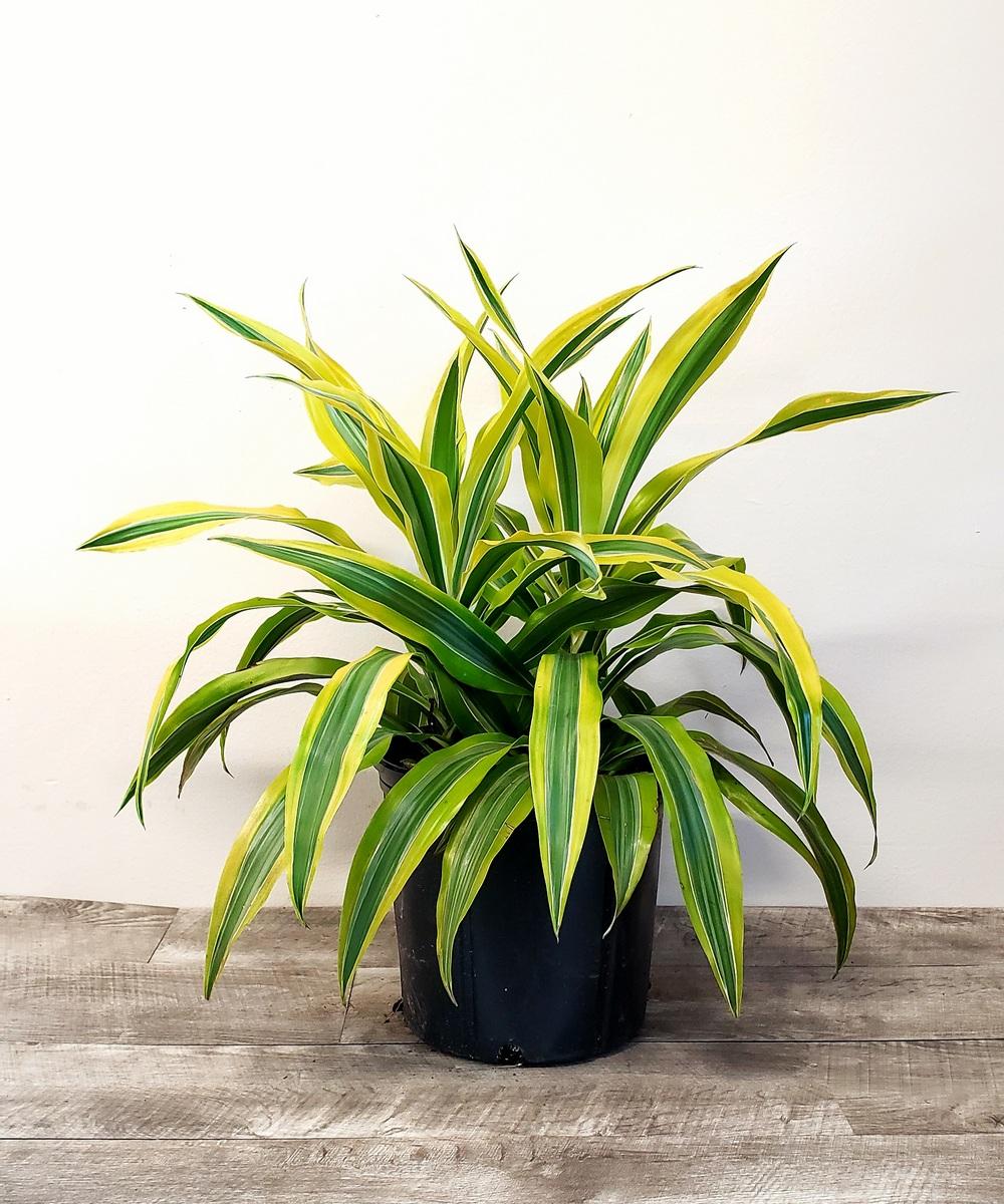 Dracaena Deremensis Gold Star Cane - View 1 from www redcrocus com