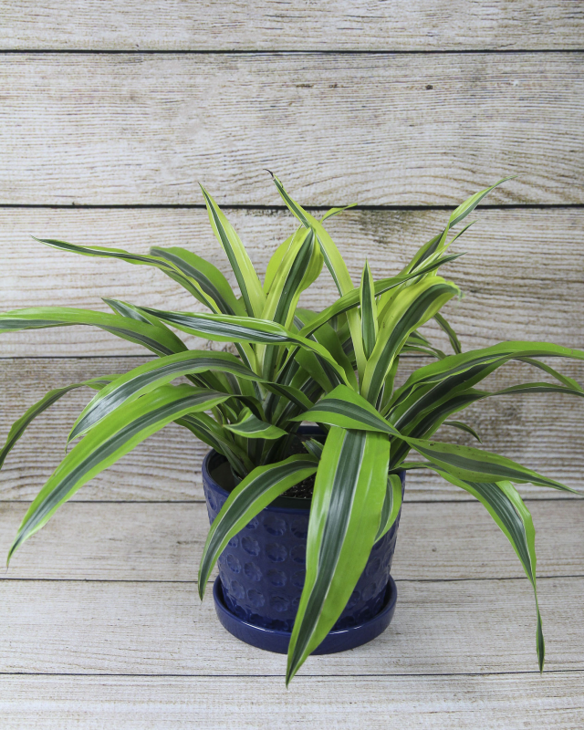 Dracaena Deremensis Gold Star Cane - View 20 from www redcrocus com