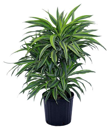 Dracaena Deremensis Gold Star Cane - View 2 from www redcrocus com