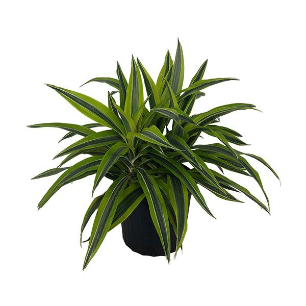 Dracaena Deremensis Gold Star Cane - View 3 from www redcrocus com