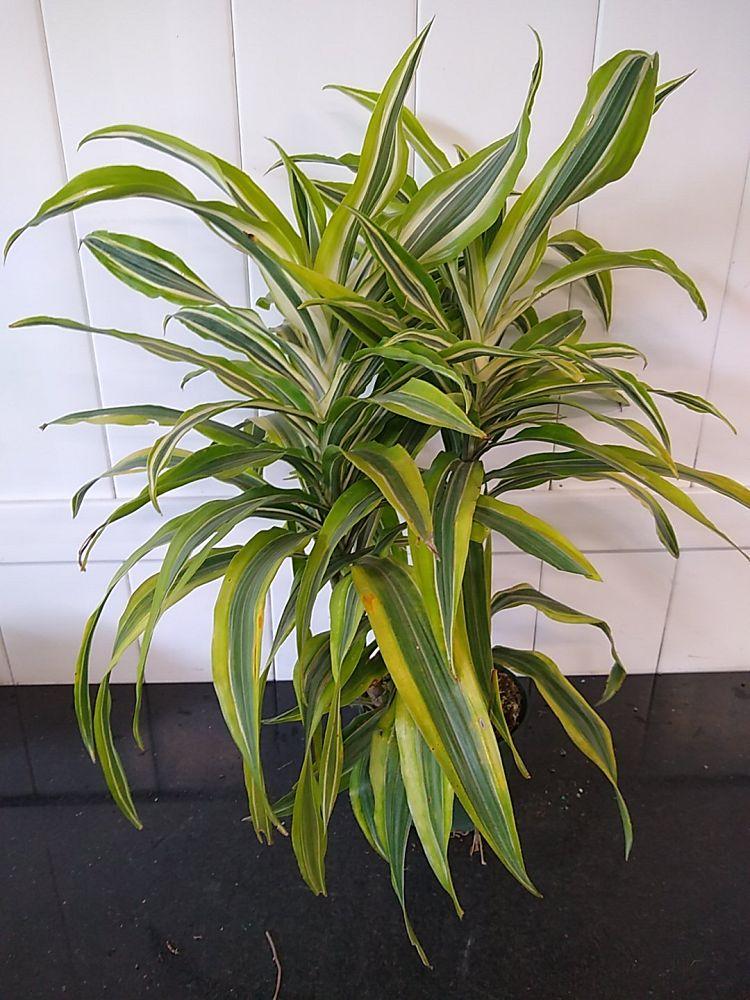 Dracaena Deremensis Gold Star Cane - View 4 from www redcrocus com