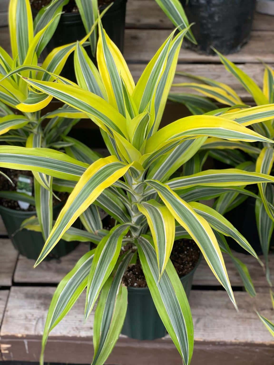 Dracaena Deremensis Gold Star Cane - View 5 from www redcrocus com