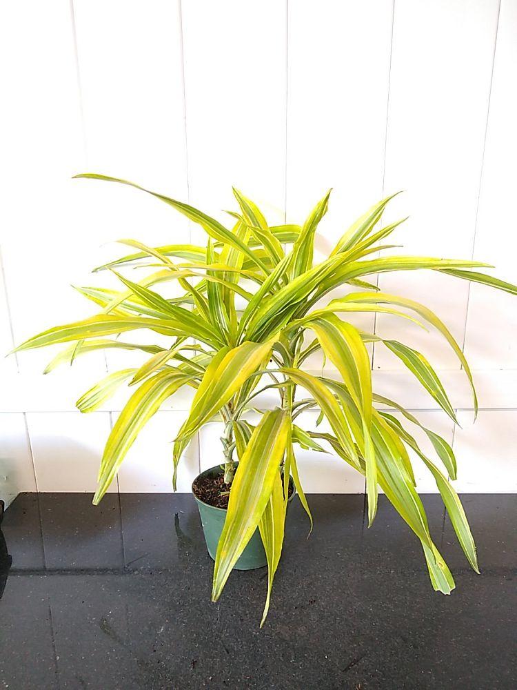 Dracaena Deremensis Gold Star Cane - View 6 from www redcrocus com