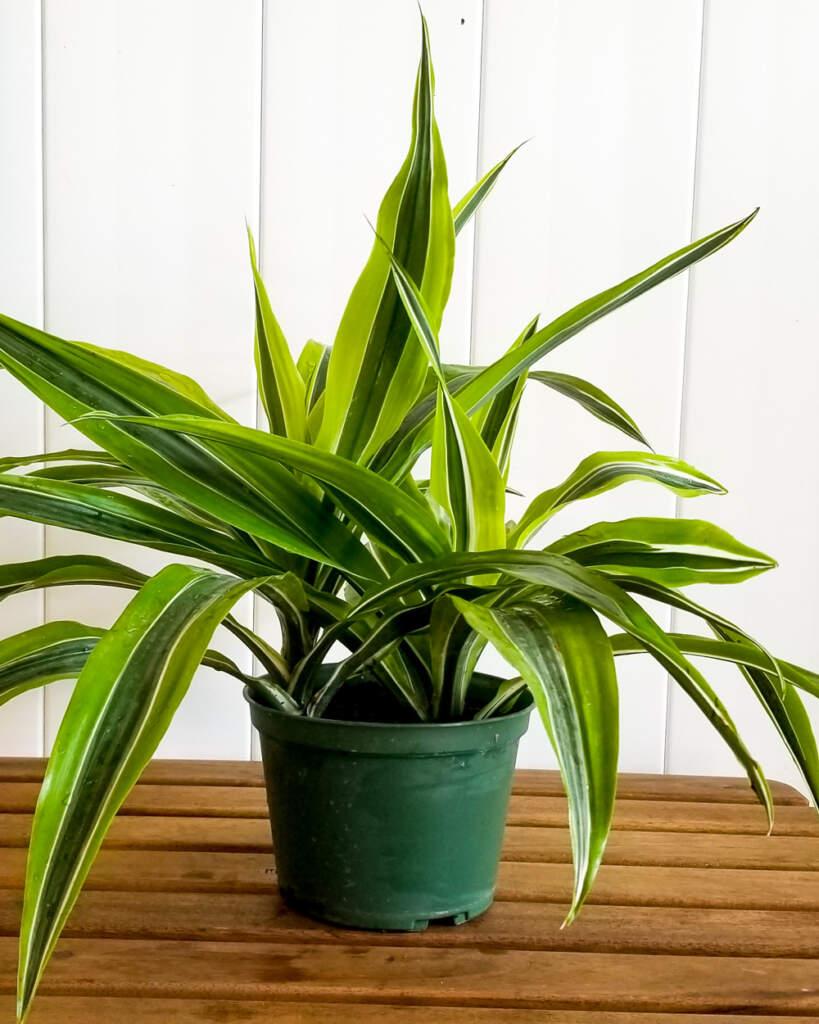 Dracaena Deremensis Gold Star Cane - View 7 from www redcrocus com