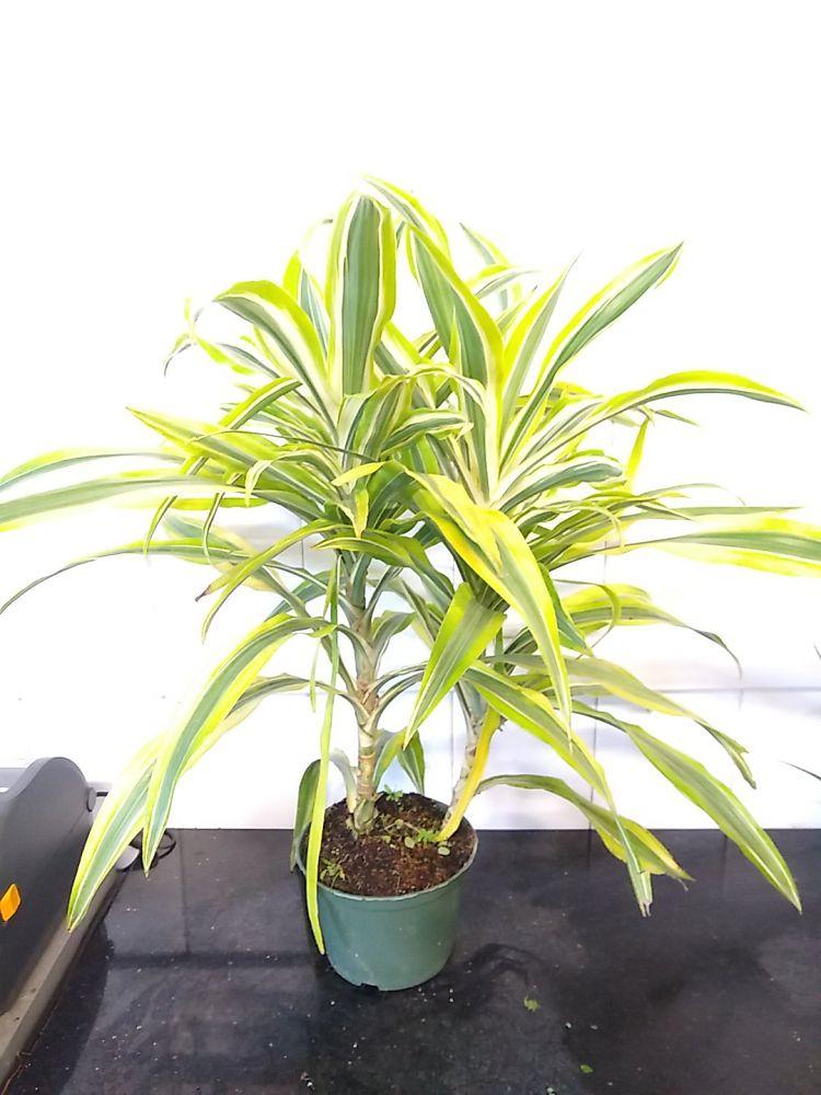 Dracaena Deremensis Gold Star Cane - View 9 from www redcrocus com