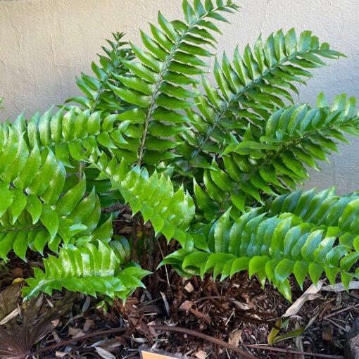 Fern Cyrtomium Assorted - View 10 from www redcrocus com