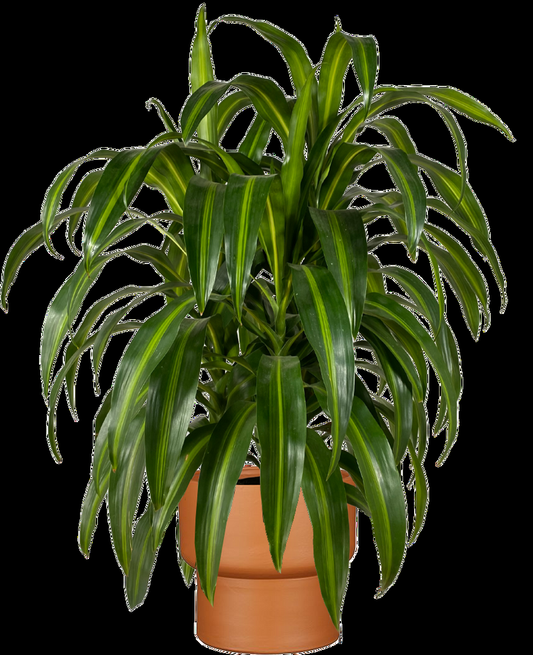 Dracaena Hawaiian Sunshine Bush - View 1 from www redcrocus com