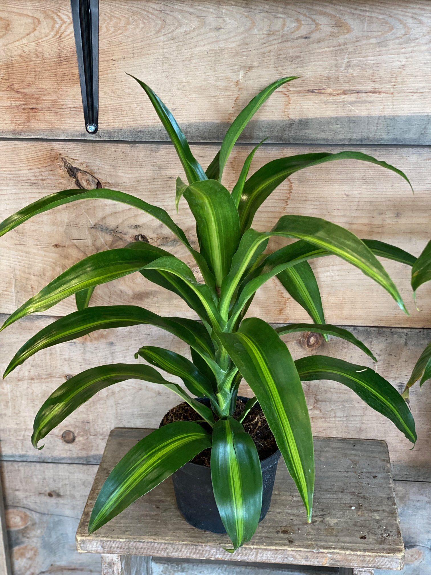 Dracaena Hawaiian Sunshine Bush - View 4 from www redcrocus com