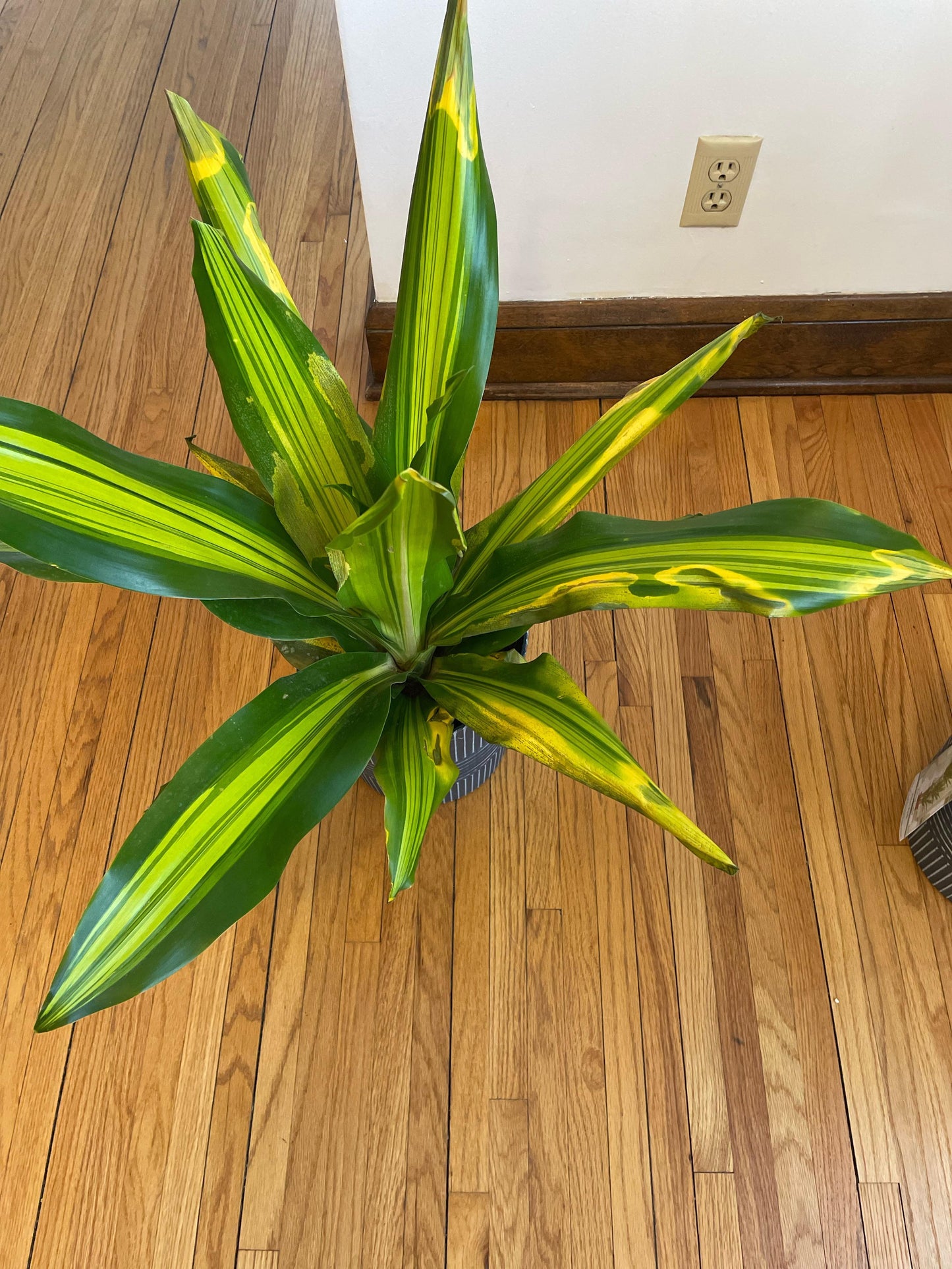Dracaena Golden Heart - View 11 from www redcrocus com