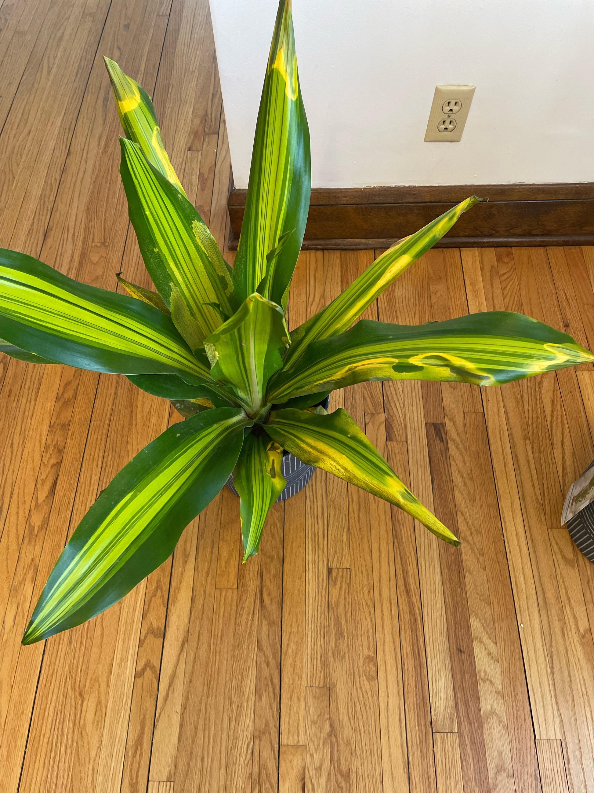 Dracaena Golden Heart - View 11 from www redcrocus com