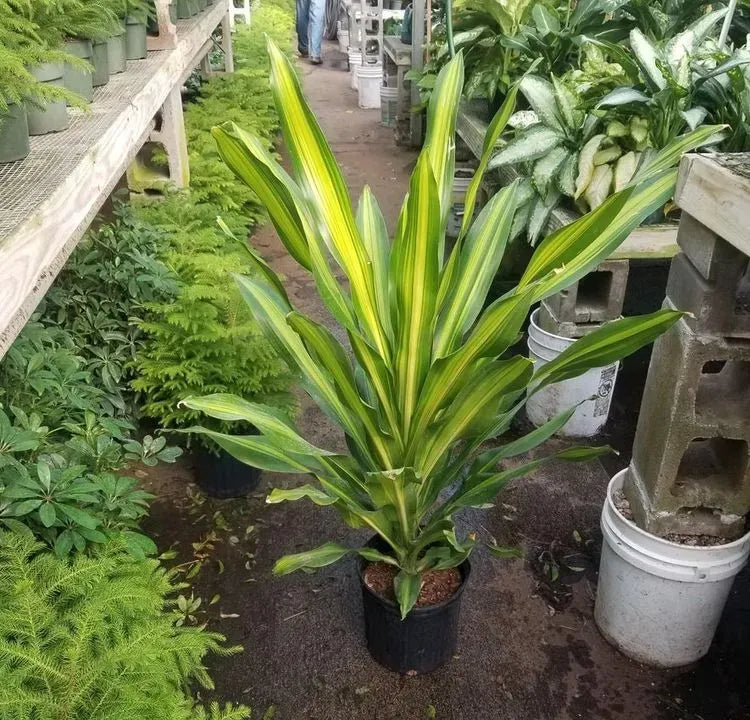 Dracaena Golden Heart - View 12 from www redcrocus com