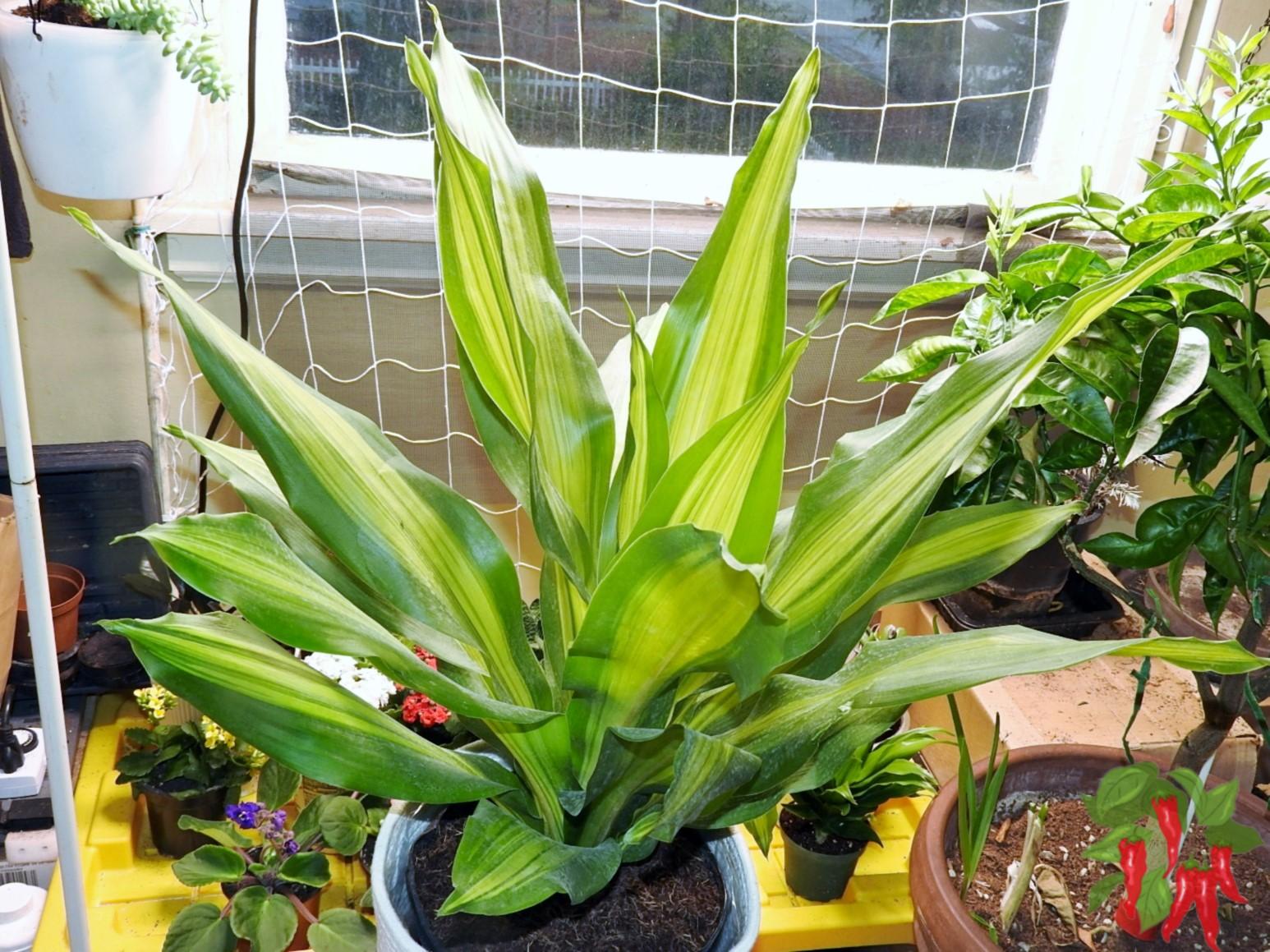 Dracaena Golden Heart - View 16 from www redcrocus com