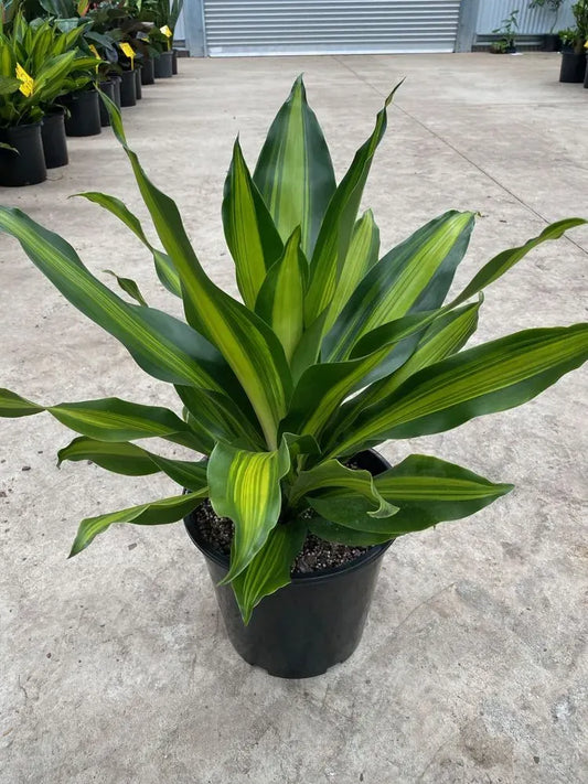 Dracaena Golden Heart - View 1 from www redcrocus com