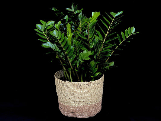 Zamioculcas Zamiifolia - View 10 from www redcrocus com
