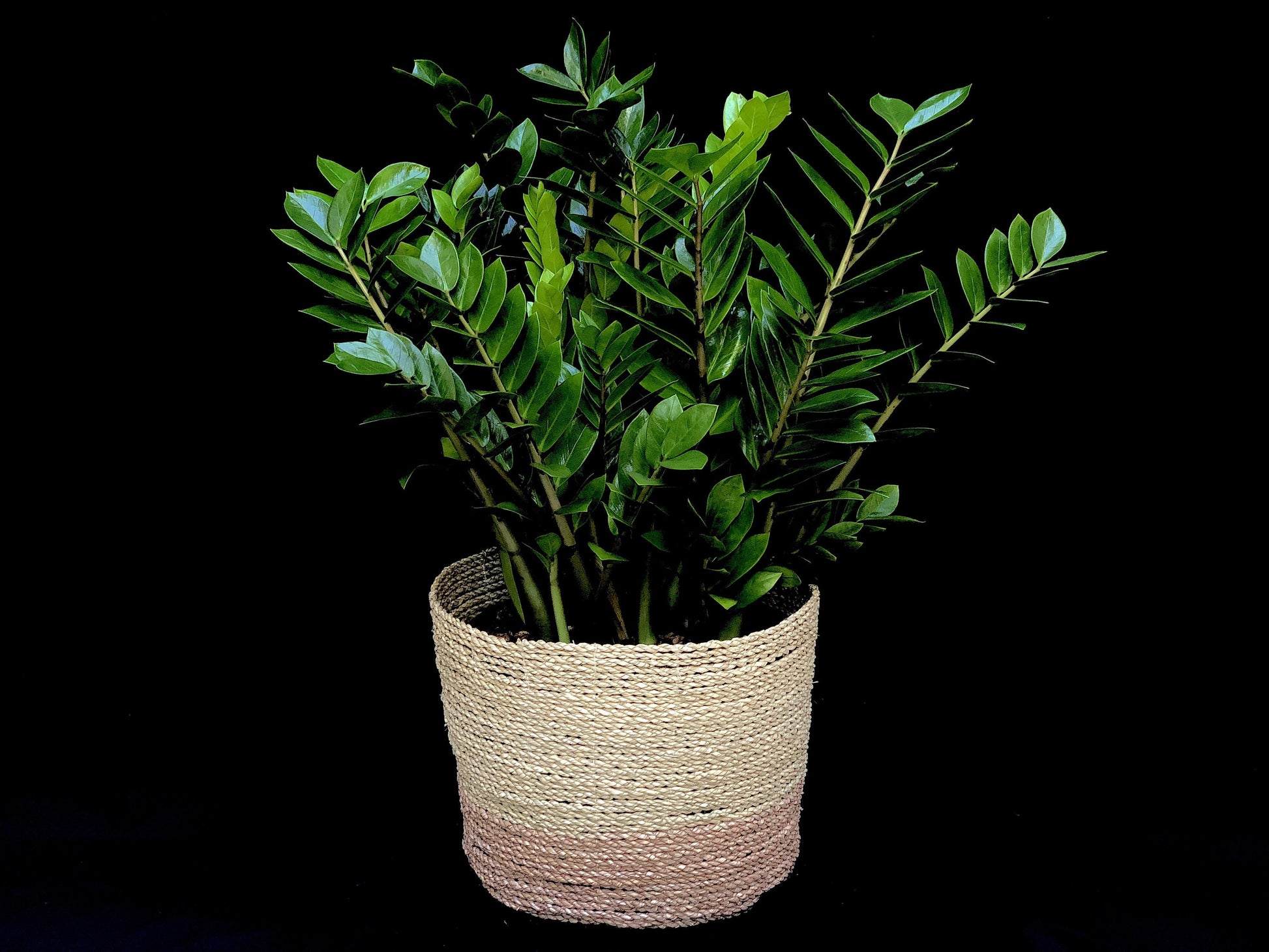 Zamioculcas Zamiifolia - View 20 from www redcrocus com