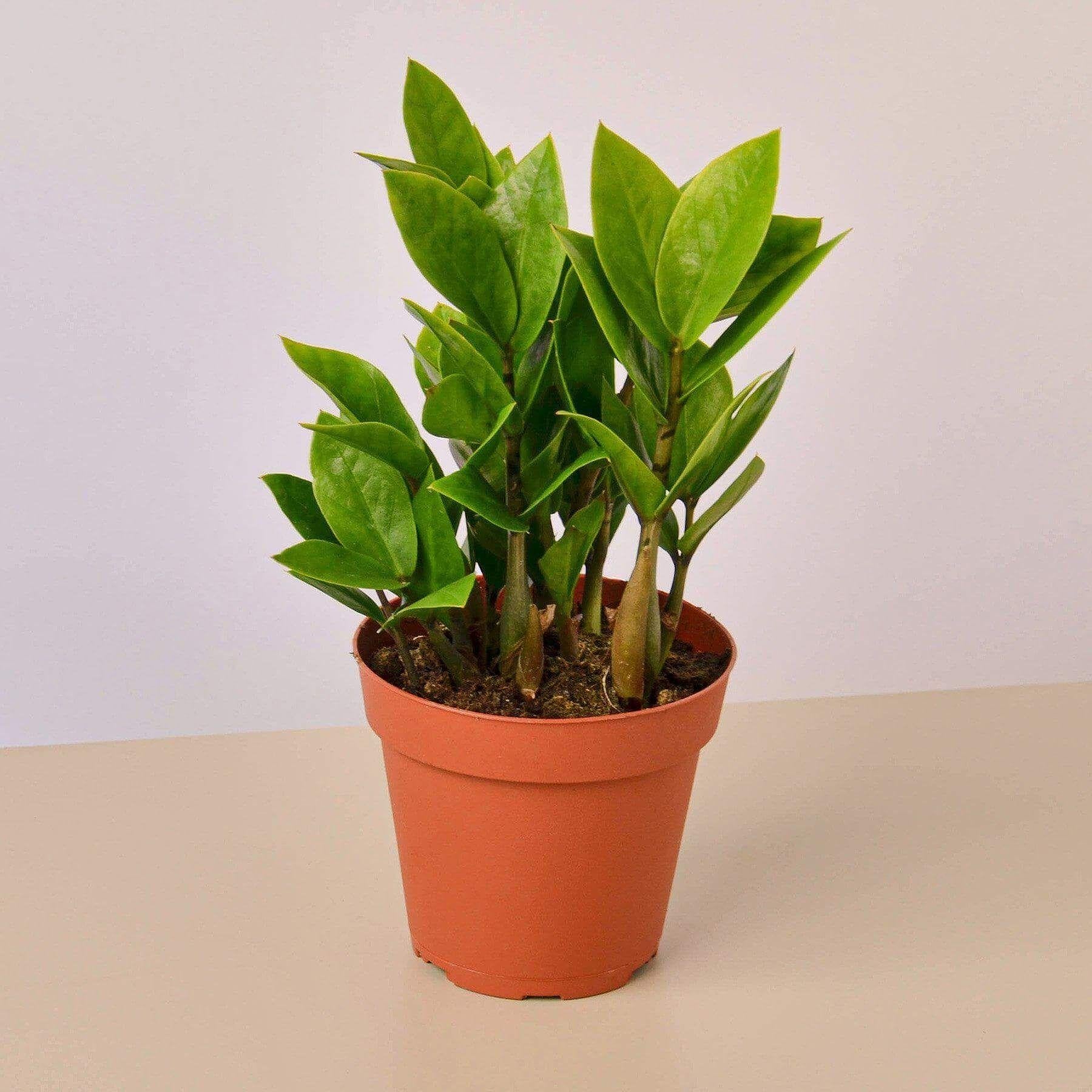 Zamioculcas Zamiifolia - View 21 from www redcrocus com