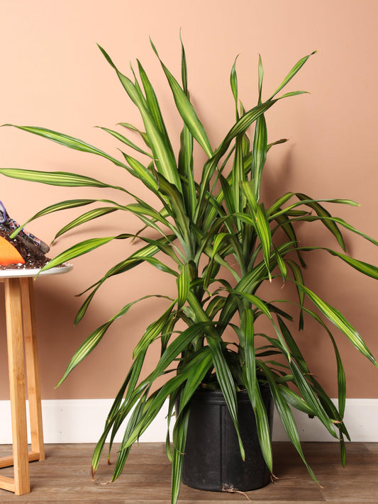 Dracaena Deremensis Rikki - View 10 from www redcrocus com