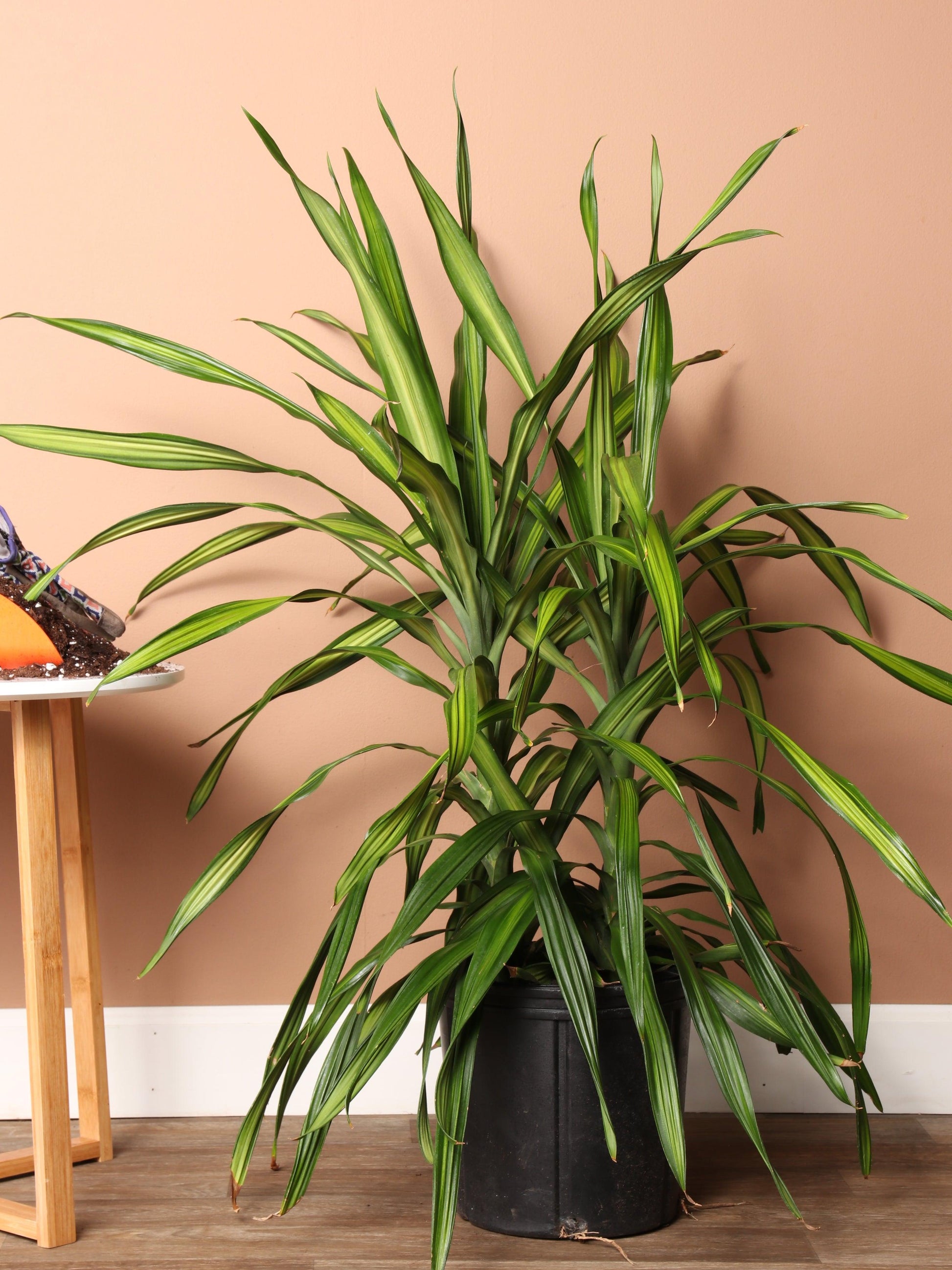 Dracaena Deremensis Rikki - View 10 from www redcrocus com