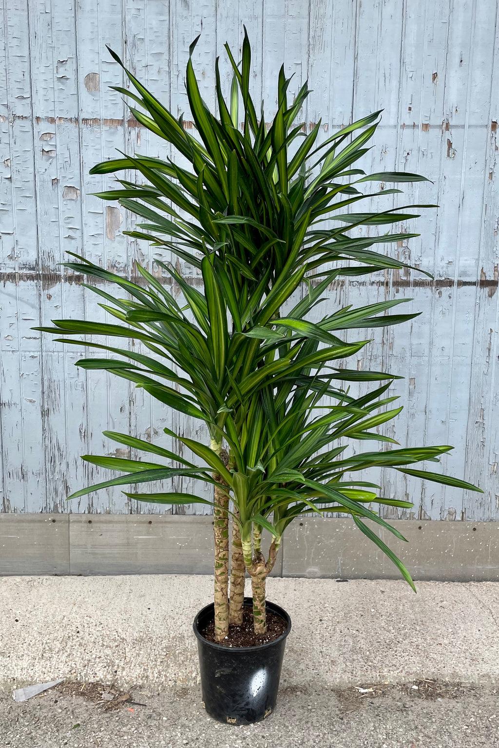 Dracaena Deremensis Rikki - View 11 from www redcrocus com