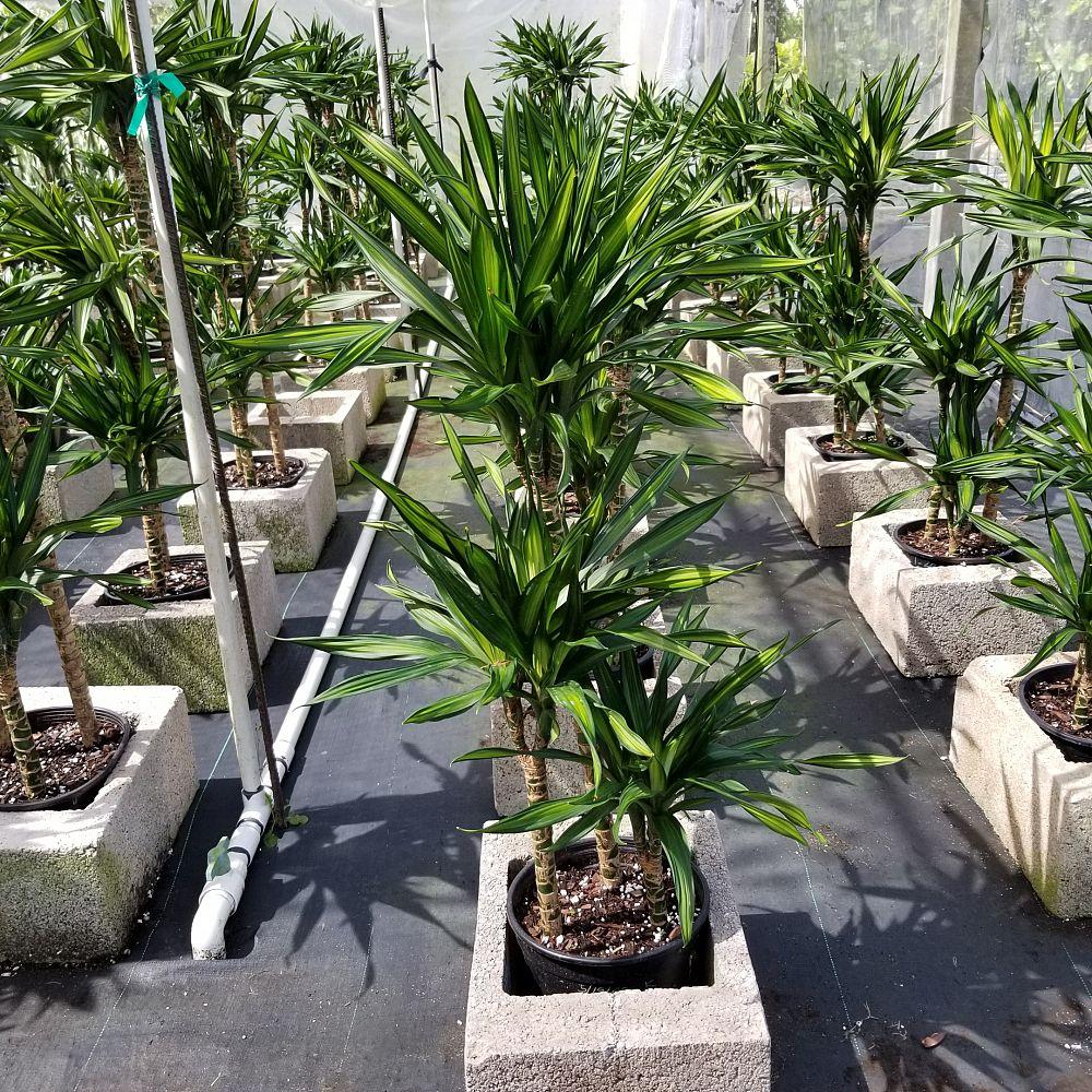 Dracaena Deremensis Rikki - View 12 from www redcrocus com