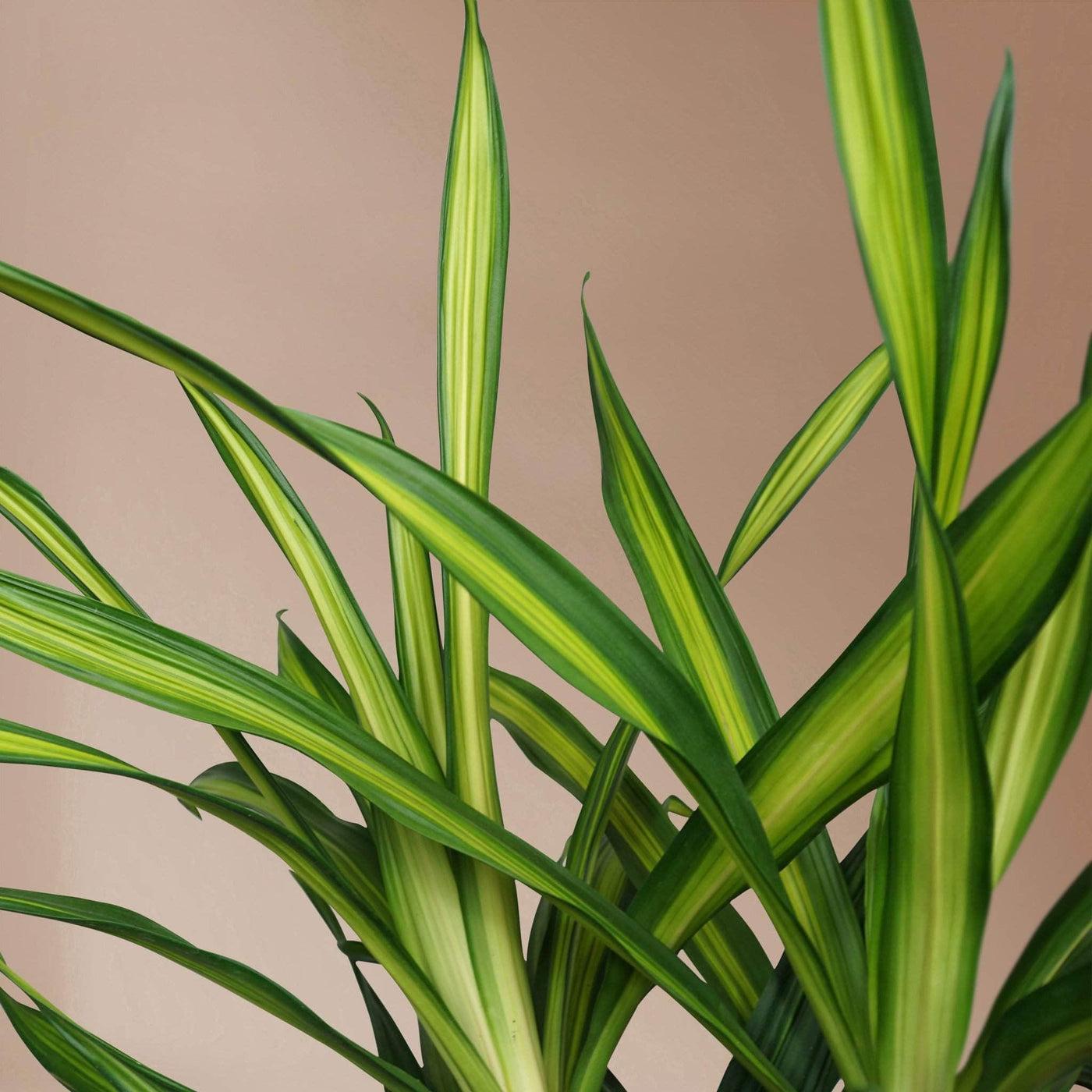 Dracaena Deremensis Rikki - View 13 from www redcrocus com