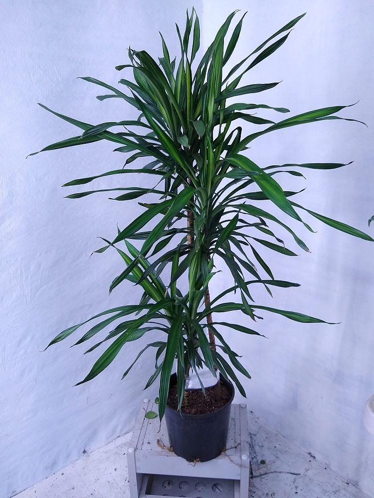 Dracaena Deremensis Rikki - View 14 from www redcrocus com