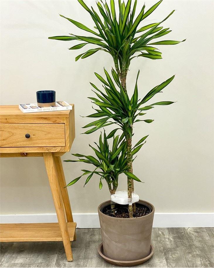 Dracaena Deremensis Rikki - View 15 from www redcrocus com