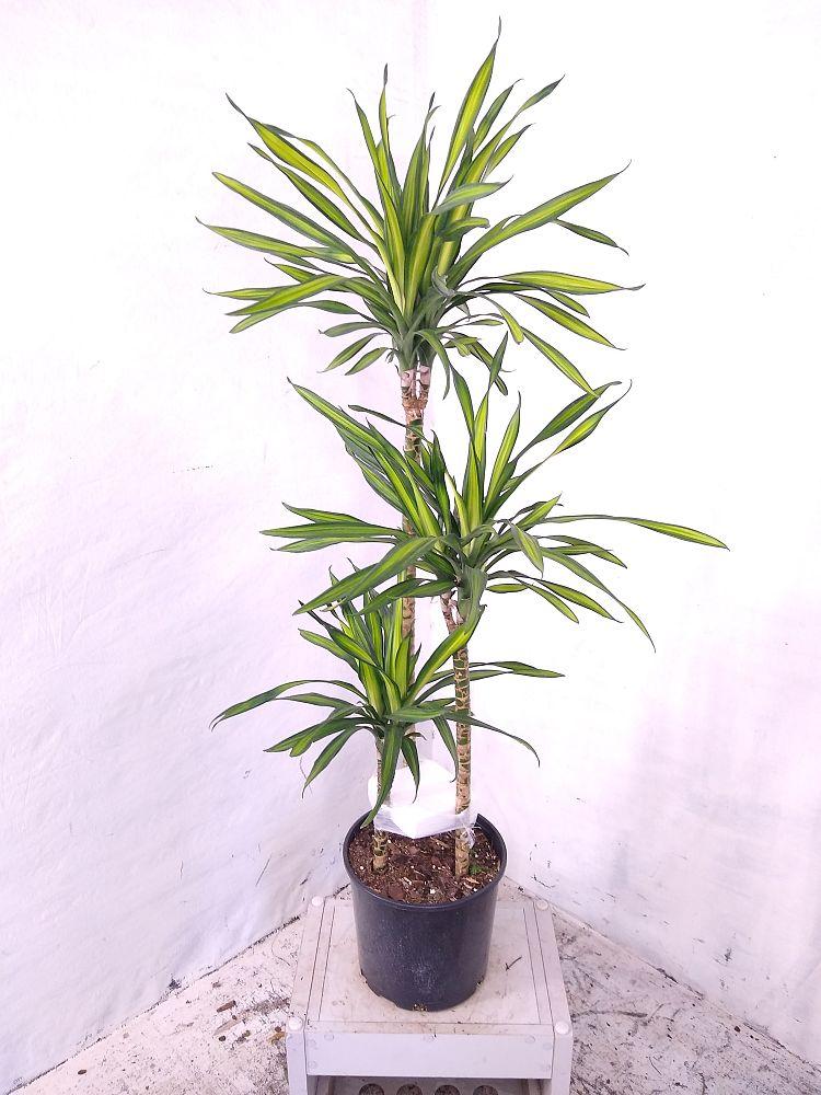 Dracaena Deremensis Rikki - View 17 from www redcrocus com