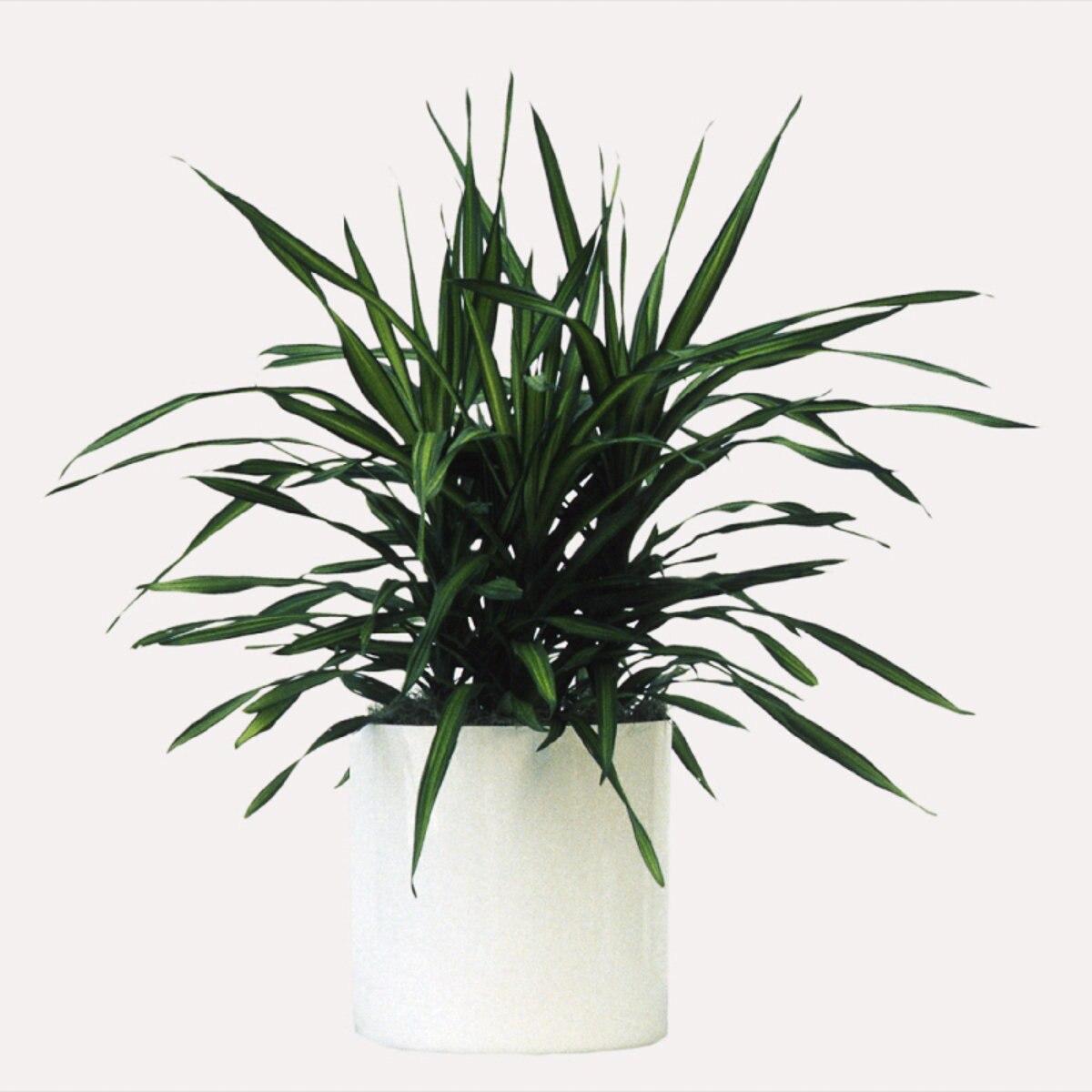 Dracaena Deremensis Rikki - View 18 from www redcrocus com