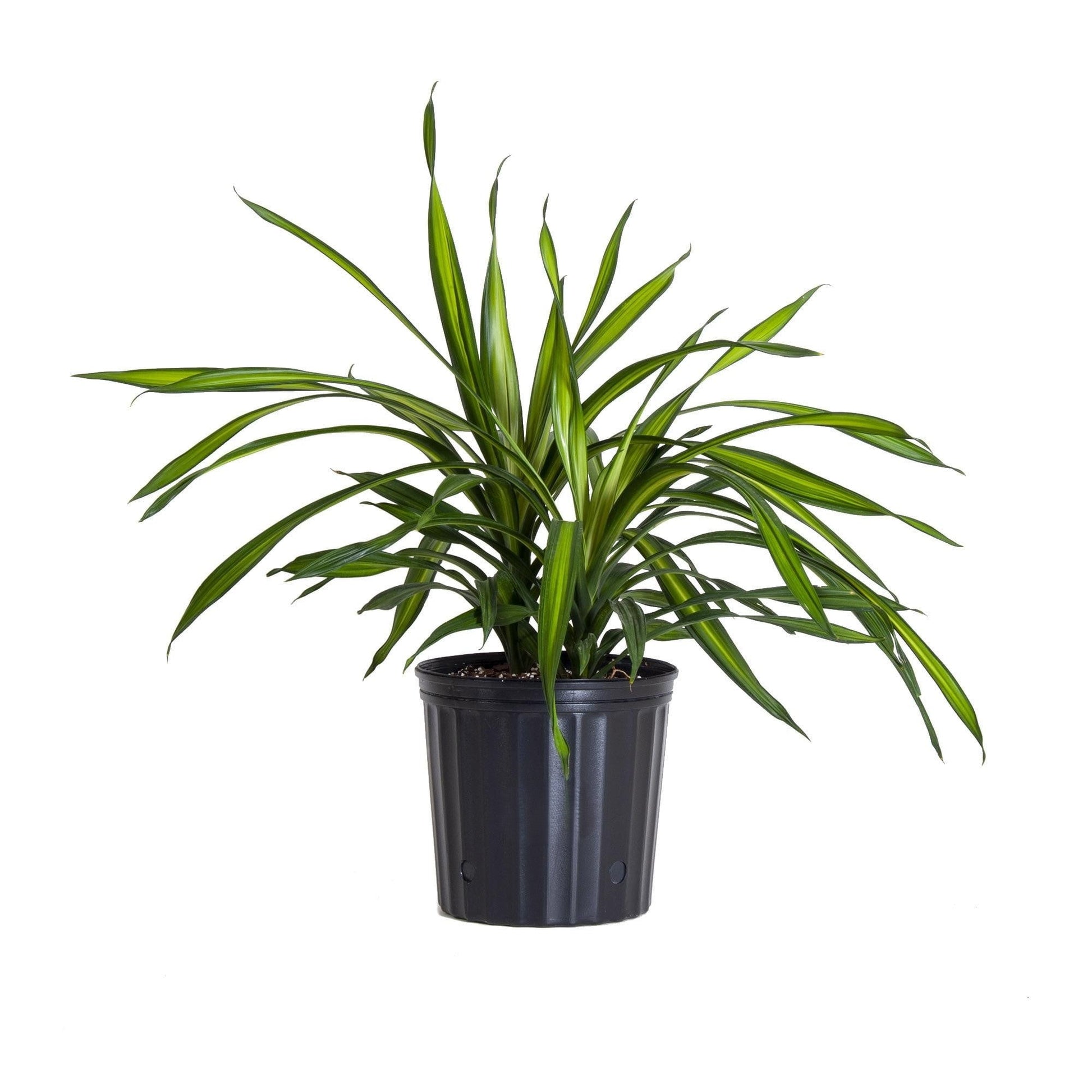 Dracaena Deremensis Rikki - View 19 from www redcrocus com