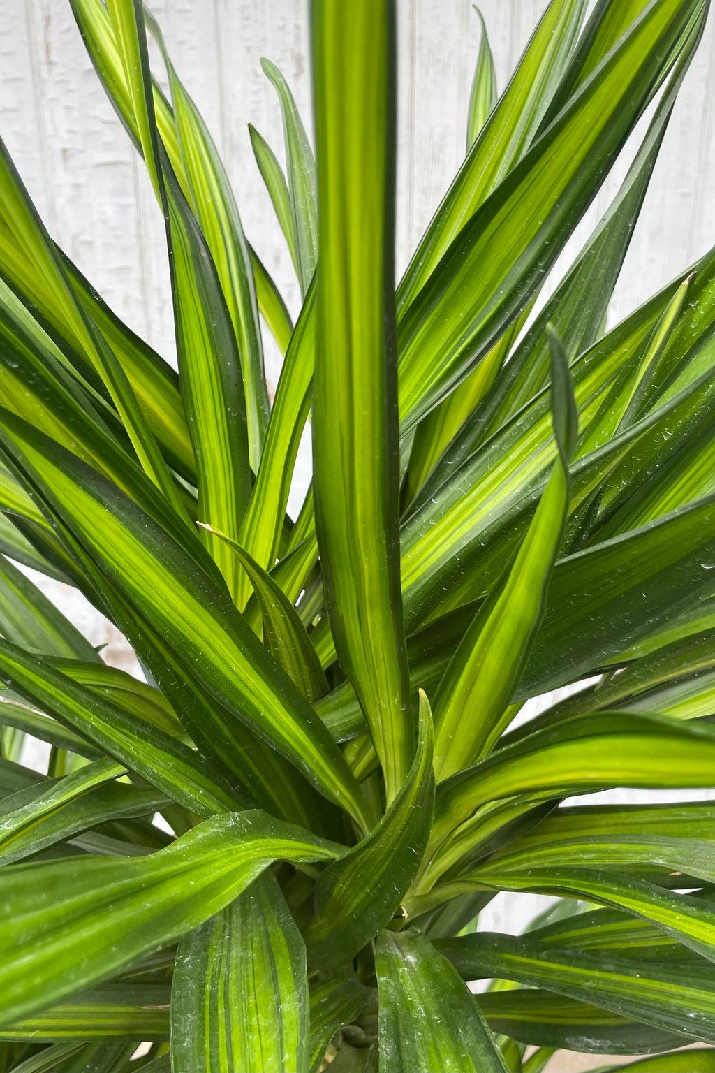 Dracaena Deremensis Rikki - View 1 from www redcrocus com