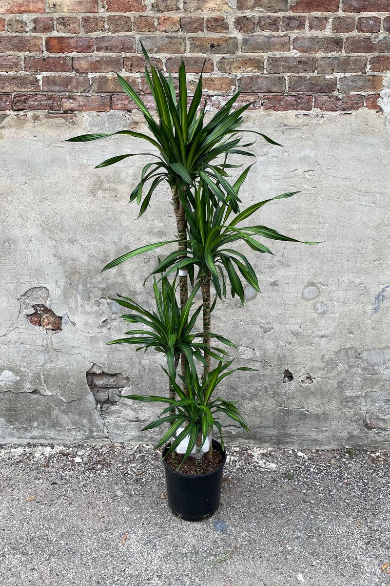 Dracaena Deremensis Rikki - View 20 from www redcrocus com