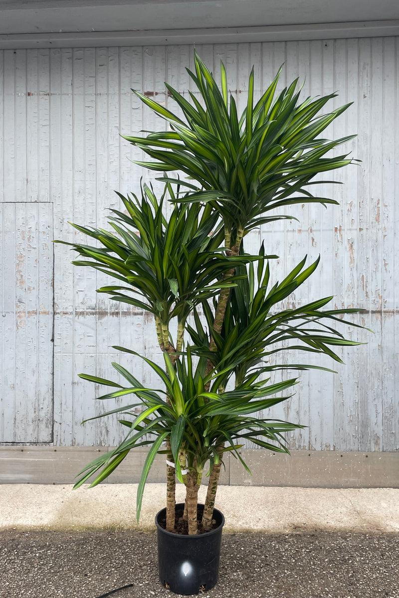 Dracaena Deremensis Rikki - View 2 from www redcrocus com
