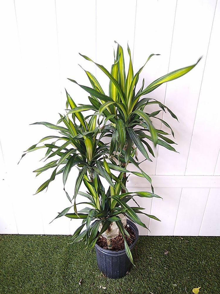 Dracaena Deremensis Rikki - View 3 from www redcrocus com