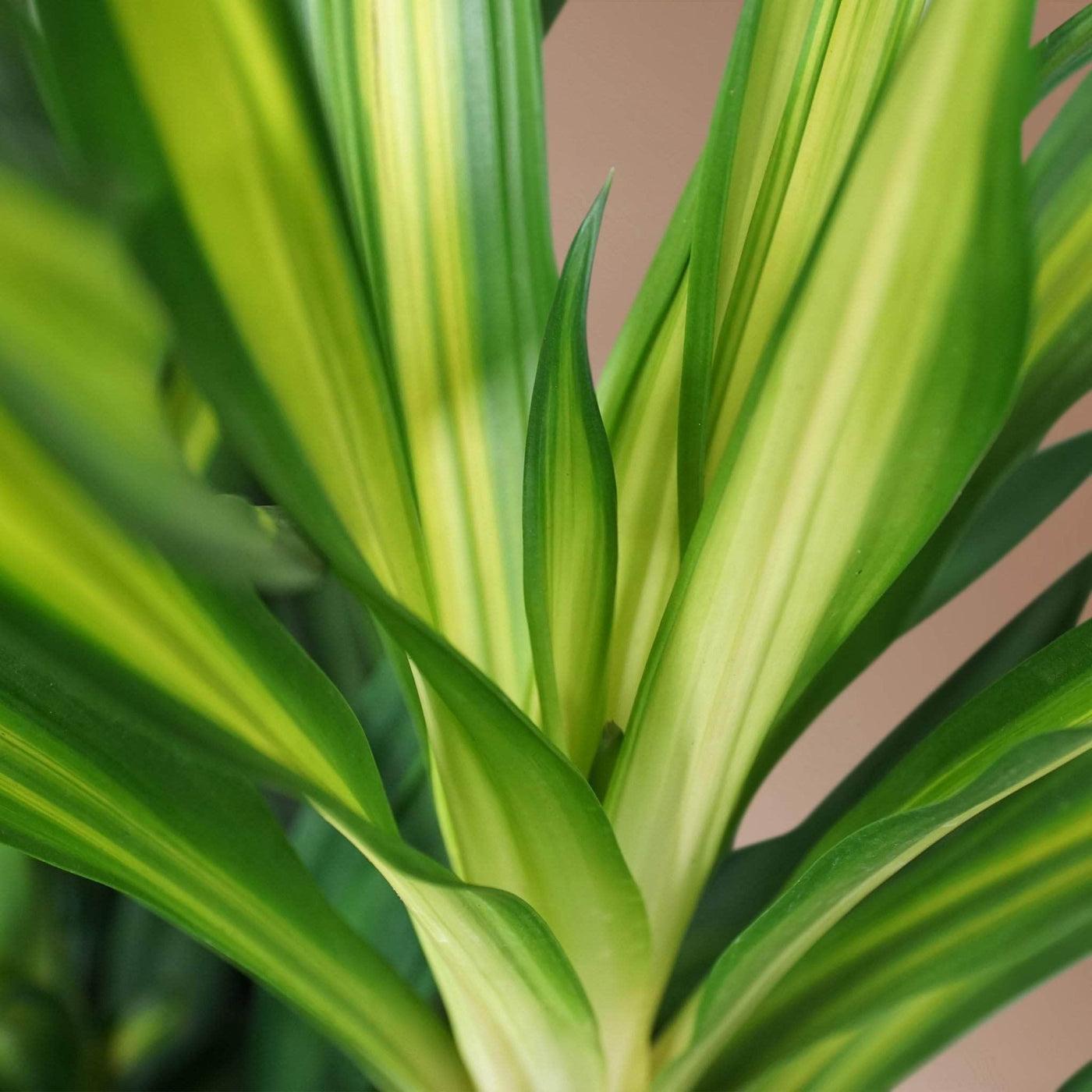 Dracaena Deremensis Rikki - View 4 from www redcrocus com