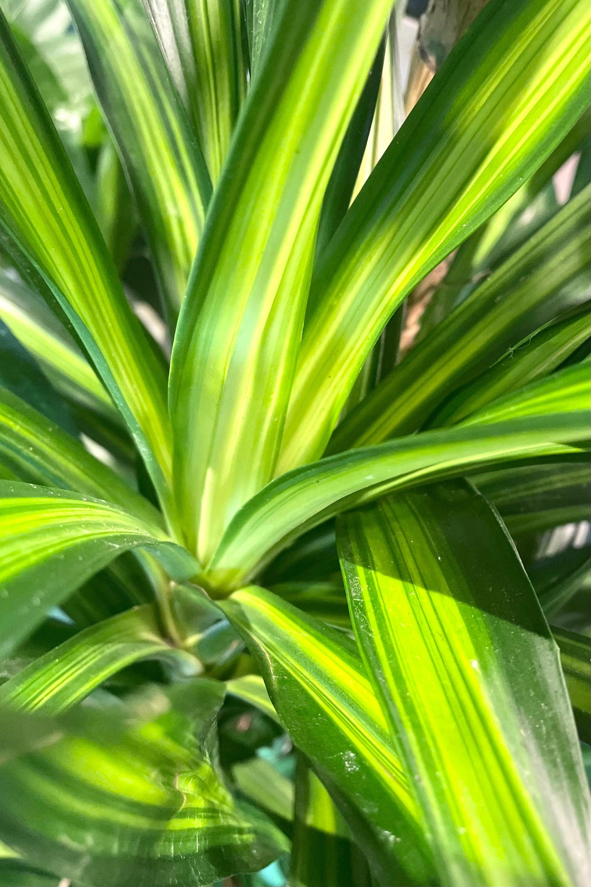 Dracaena Deremensis Rikki - View 5 from www redcrocus com